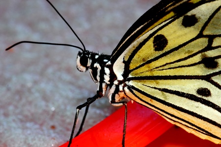 Rice paper, Large Tree Nymph, Idea leuconoe,  butterflyの写真素材