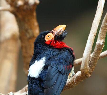bearded barbet,  Lybius dubius from africaの写真素材