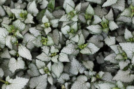 close up of ivy leaves for backgroundの写真素材