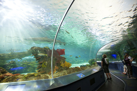 TORONTO- SEPTEMBER 15, 2014: Tourists admires the sharkl display tank at Ripleys Aquarium in Torornto on September 15, 2014.のeditorial素材