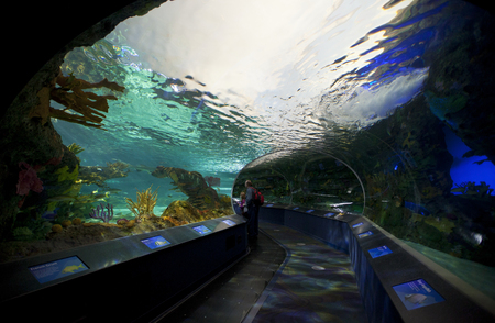 TORONTO- SEPTEMBER 15, 2014: Tourists admires the marinel display tank at Ripleys Aquarium in Torornto on September 15, 2014.のeditorial素材