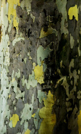 wood の写真素材