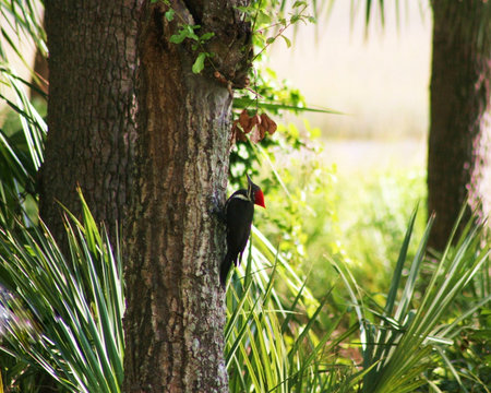  Pileated Woodpeckerの写真素材