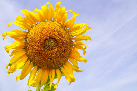 Blooming sunflower in the blue sky backgroundの写真素材