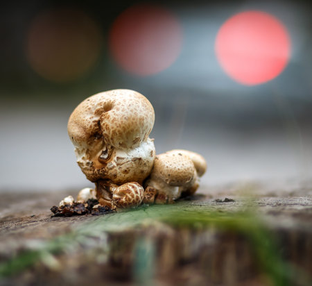 mushroom on black