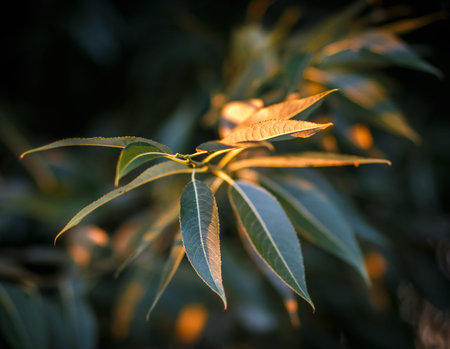 grasshopper on a plant