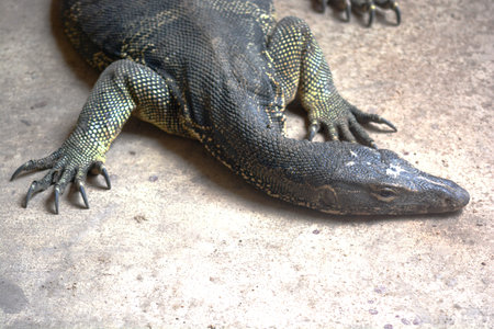 Varanus Salvator habitat, close up