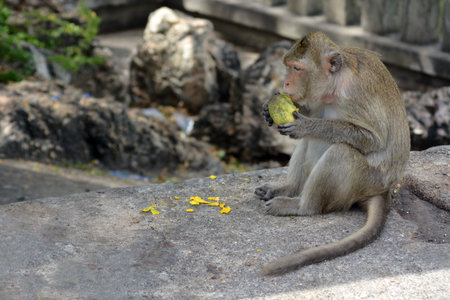 monkey eating fruit