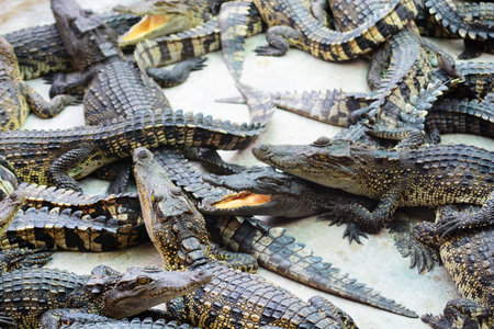 a lot of crocodile on the ground