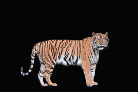 Bengal tiger with black background