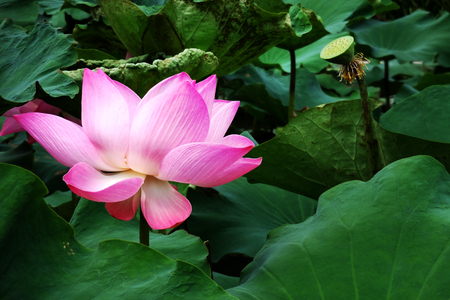 Blossom pink lotus in pondの写真素材