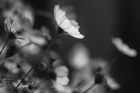 flower in front of other flower in background,  flower among tree, flower with blur background, black and whiteの写真素材