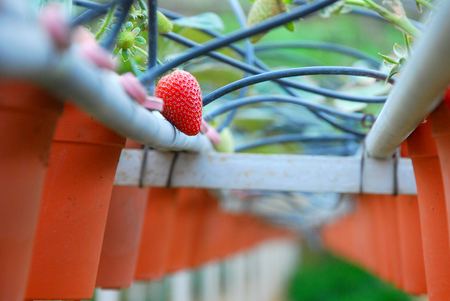 Strawberry farm at Cameron Highland, Malaysiaの写真素材