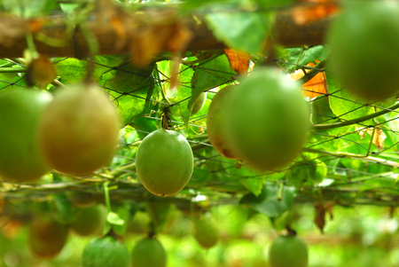 lots of raw and fresh passion fruit on the tree, passion fruit farmの写真素材