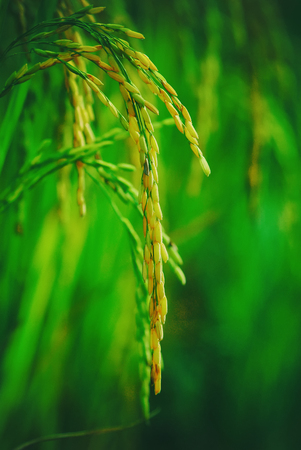 Close up ear of rice, close up ear of paddy, rice field with blue sky in backgroundの写真素材