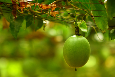 lots of raw and fresh passion fruit on the tree, passion fruit farmの写真素材