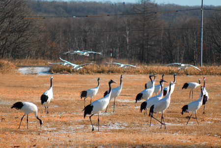 Japanese Flamingo in the farm, Hokkaido, Japanの写真素材