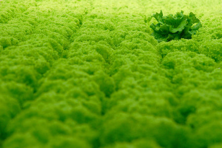 Lettuce farmの写真素材
