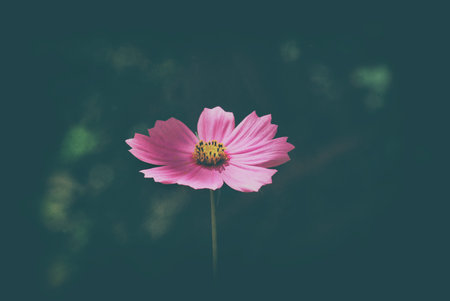 Pink flower in front of other tree, pink flower among tree, pink flower with blur background
