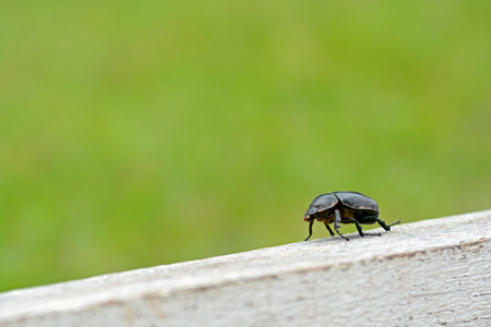 insect , beetle on green backgroundの写真素材