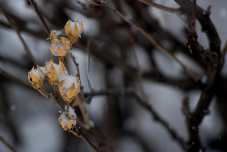 Snow perched on branchesの写真素材