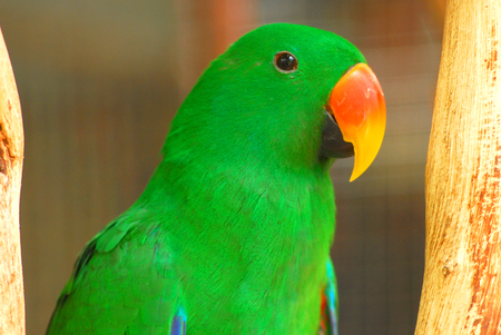 Close up parrotの写真素材