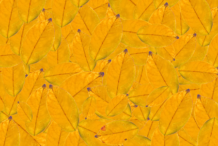 Yellow dried leaf as backgroundの写真素材