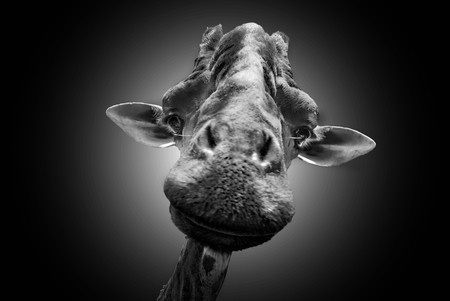 Giraffe watchingの写真素材