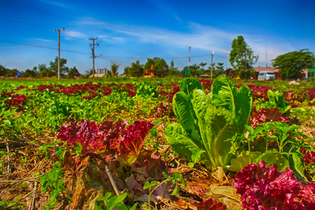 Vegetable field with sunny dayの写真素材