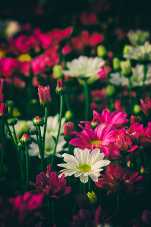 Pink flower among other flowerの写真素材