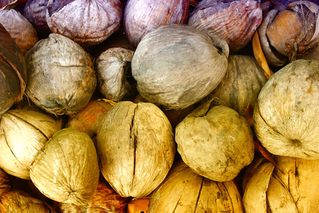 New plant grow from old coconut, dry coconutの写真素材