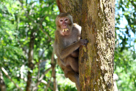 Mother, who eat banana hugging baby monkey Sitting on tree.