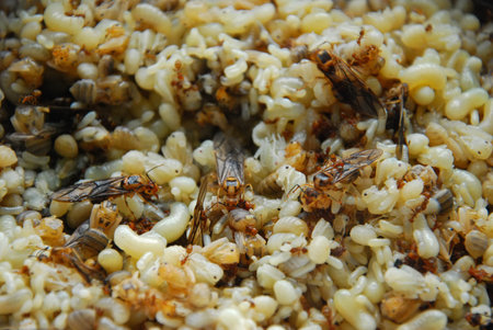 Red Ant egg soup or Red Ant egg salad