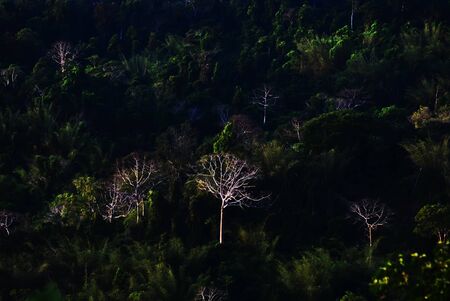 Light falls in the trees amidst the jungle.の写真素材