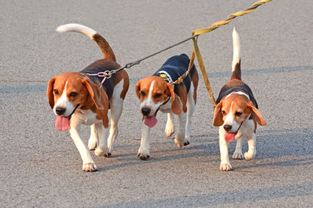 Walk the dog- beagleの写真素材