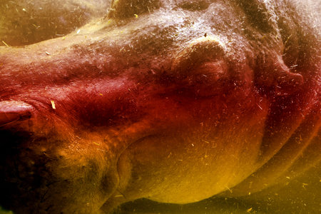 The hippopotamus sleep in the water