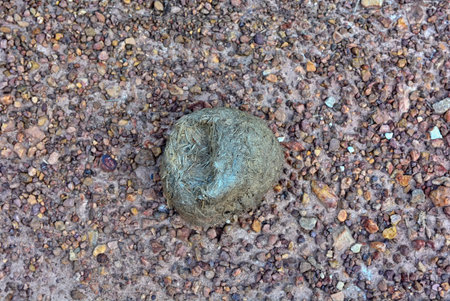 Elephant pee on the ground in the national park
