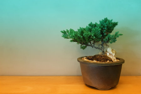 A bonsai tree in pot place on the floor or table