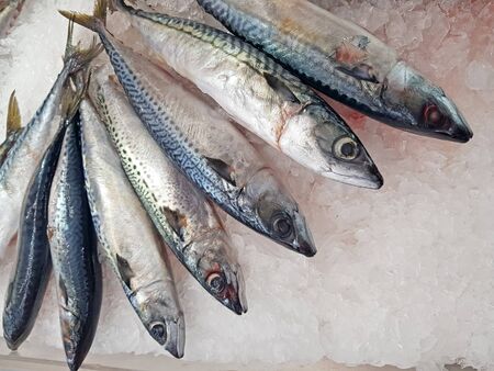 fresh raw fish on shelf with ice in marketの写真素材