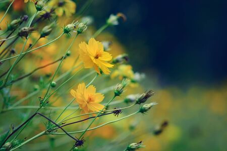 blooming yellow flowers in gardenの写真素材