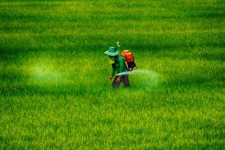 Farmer spraying pesticide or Farmers spray insecticideの写真素材