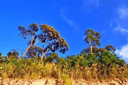 Tree in the forest with blue sky in backgroundの写真素材
