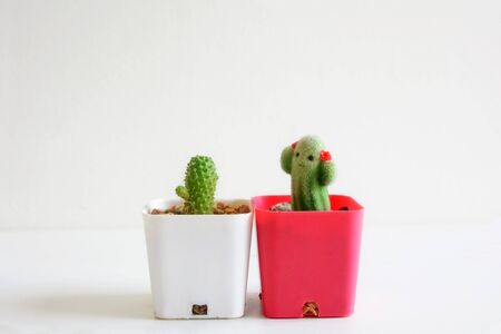 cactus toy and real cactusの写真素材