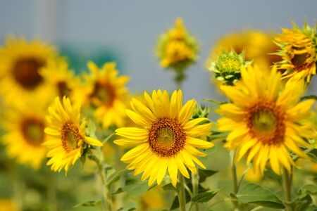 Sunflower field, farmの写真素材