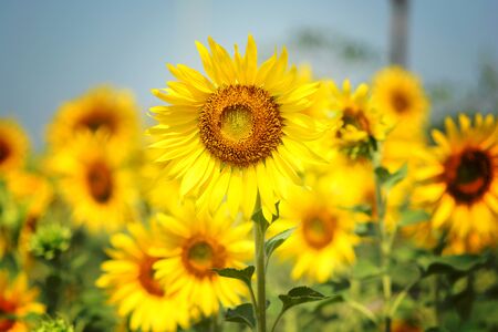 Sunflower field, farmの写真素材