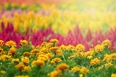 Colorful flowers in the garden