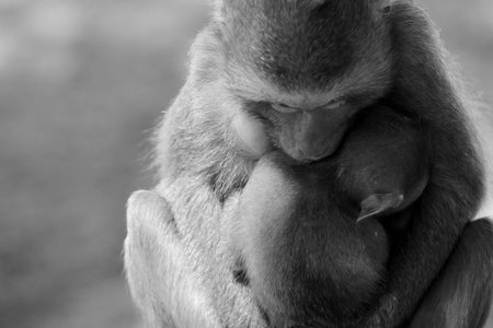 Monkey hugging baby monkey