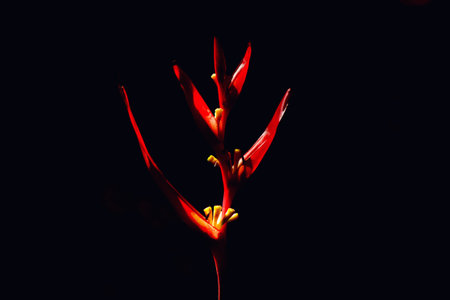 Heliconia on black isolate background