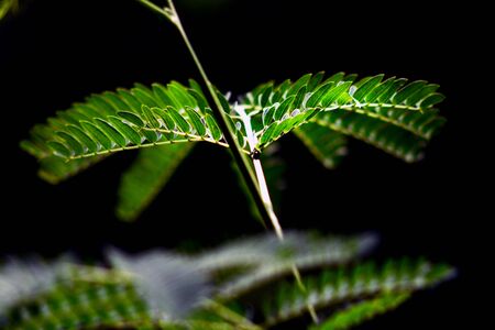 Tamarind leaves in black isolateの写真素材