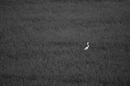 Pelicans in the green rice fieldの写真素材